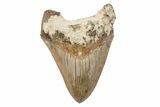 Serrated, Fossil Megalodon Tooth - Indonesia #225761-1